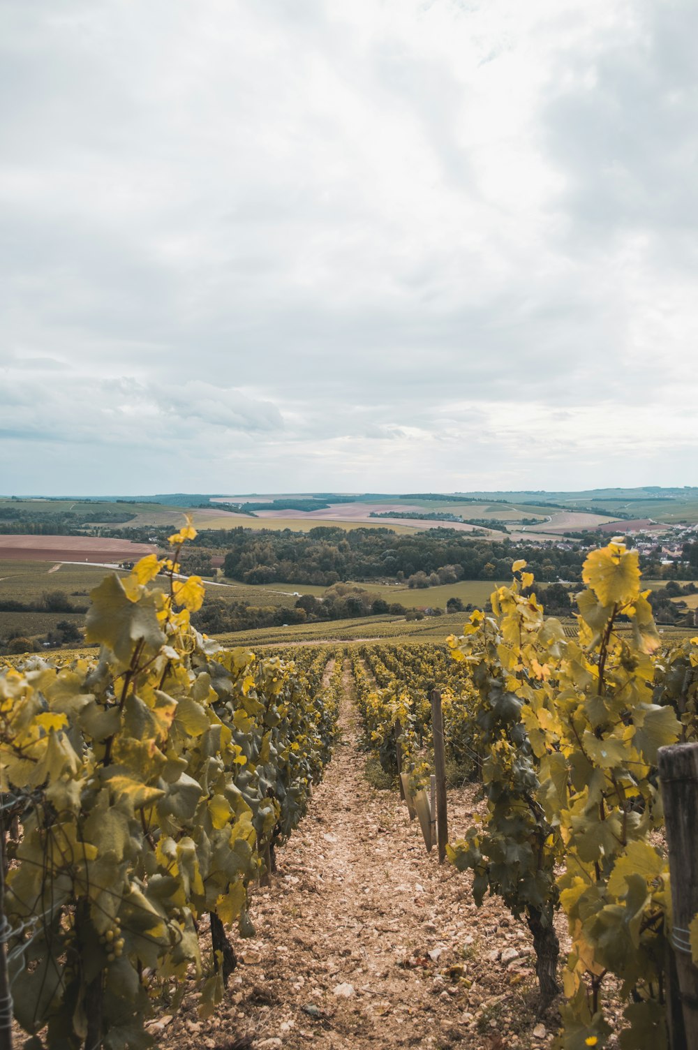 a dirt path in the middle of a vineyard