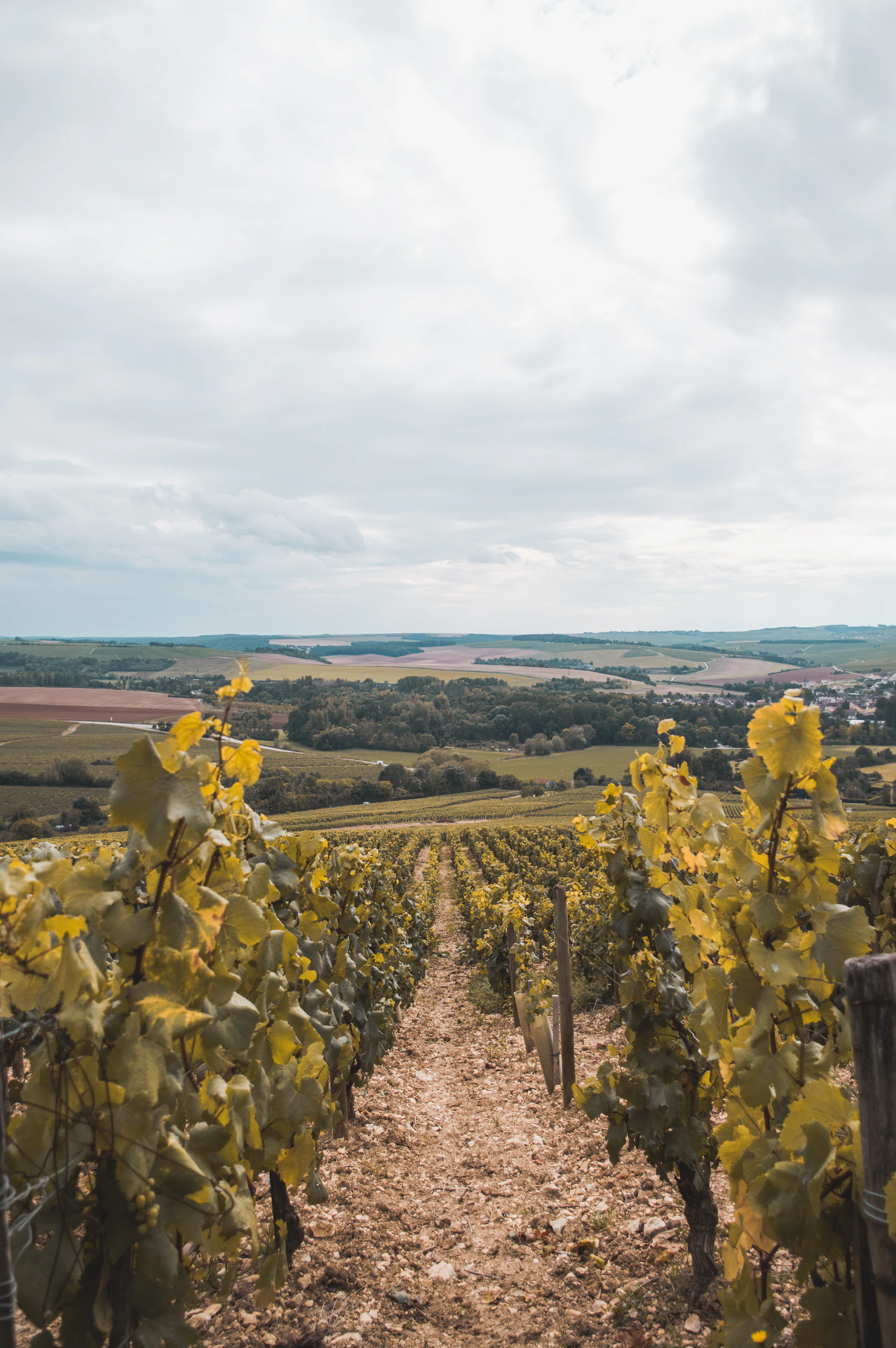 Chablis