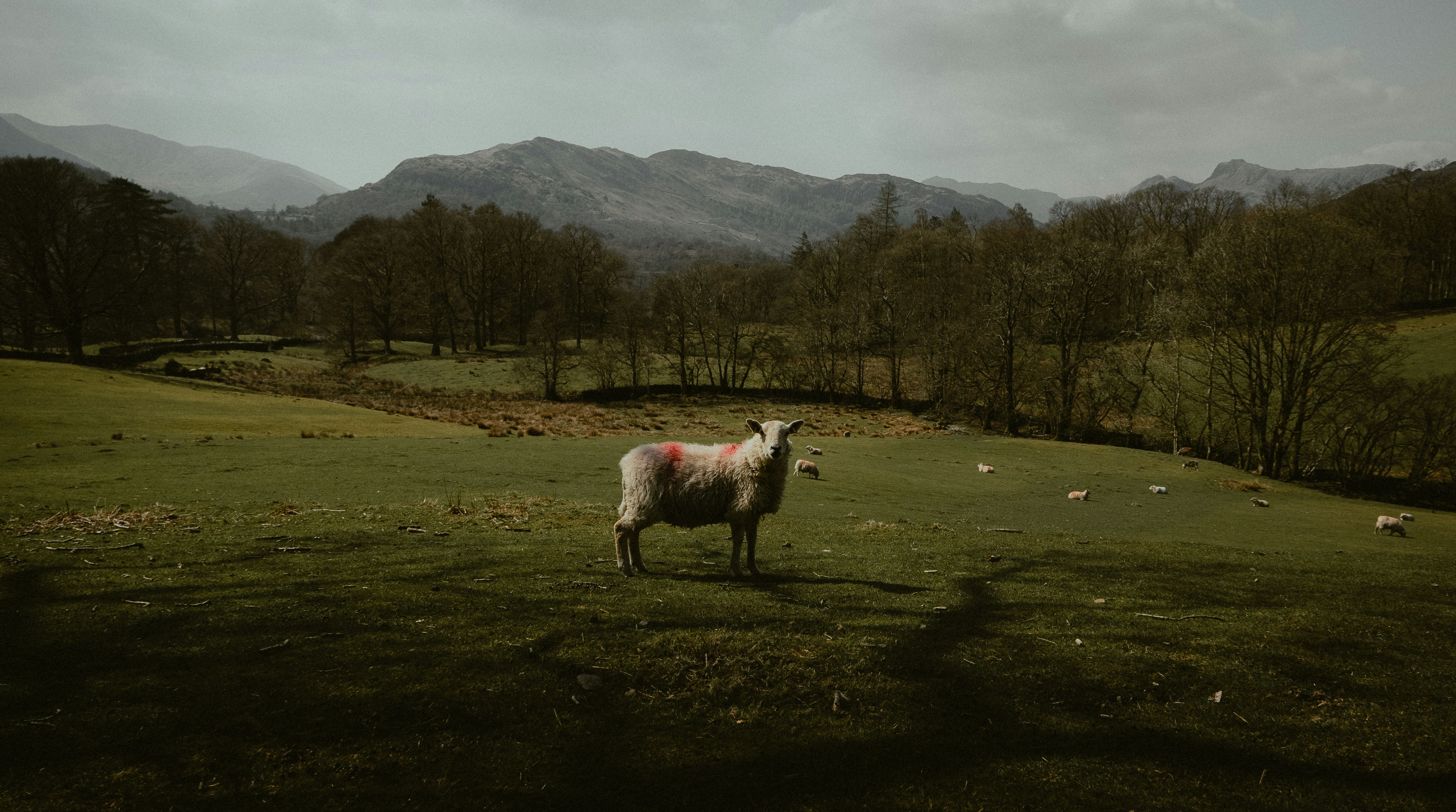 Un mouton debout dans un champ avec des montagnes en arrière-plan