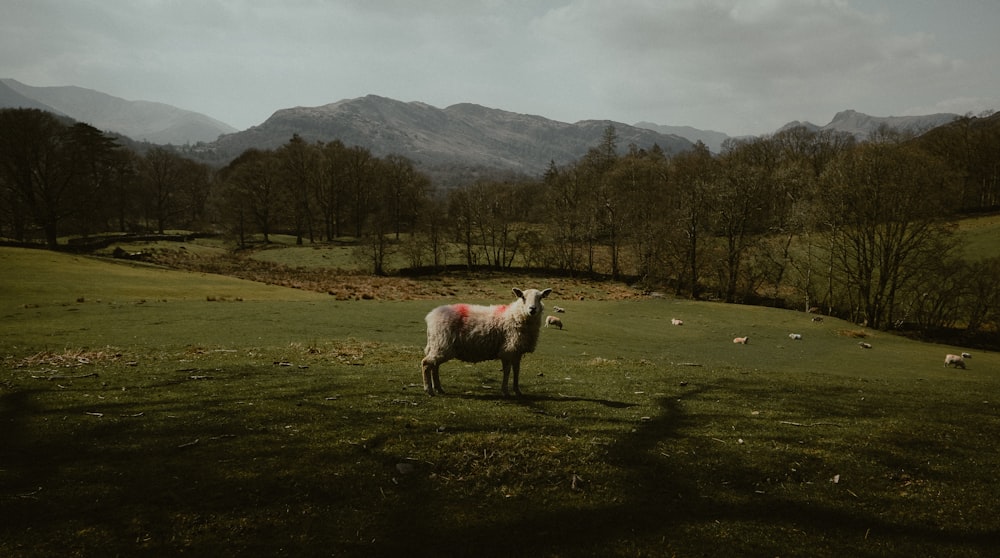 a sheep standing in a field with mountains in the background