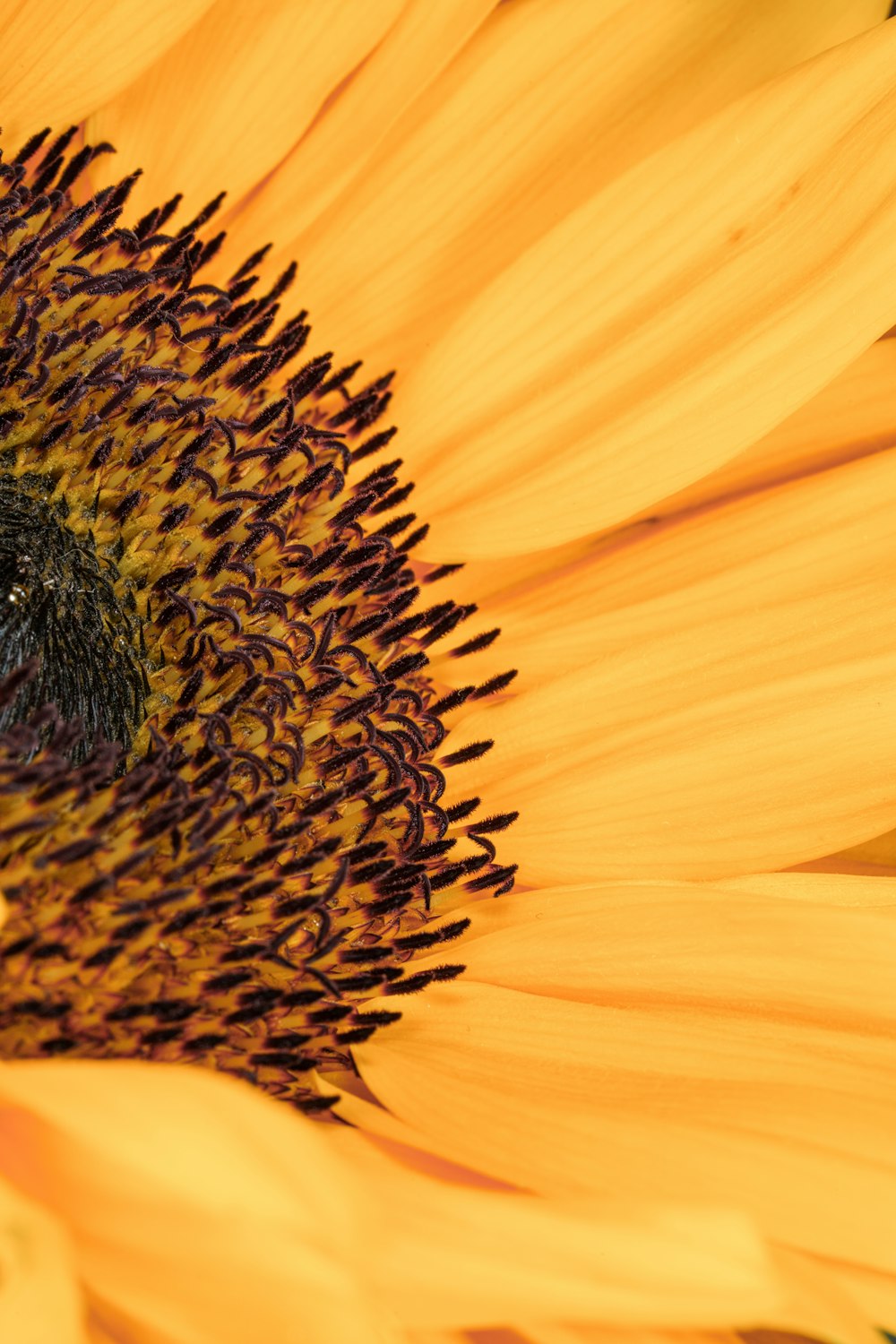 a close up of a sunflower with a bee on it
