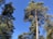 Tall evergreen trees with dense green foliage stretch upwards towards a clear blue sky. The sun illuminates the branches, creating a vibrant contrast between the trees and the sky. The scene depicts a tranquil and natural forest environment.