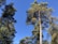 Tall evergreen trees with dense green foliage stretch upwards towards a clear blue sky. The sun illuminates the branches, creating a vibrant contrast between the trees and the sky. The scene depicts a tranquil and natural forest environment.