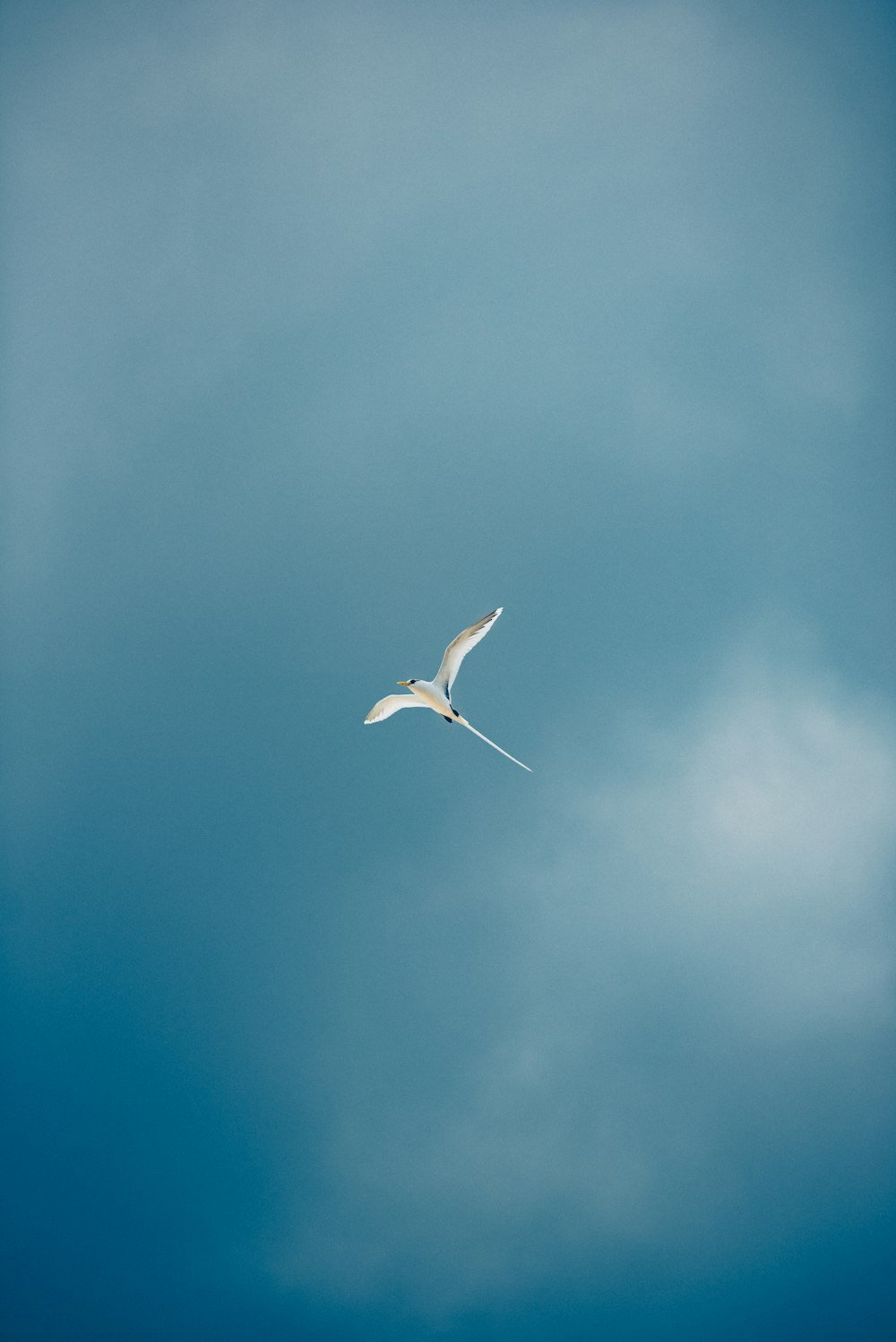 a white bird flying through a blue sky