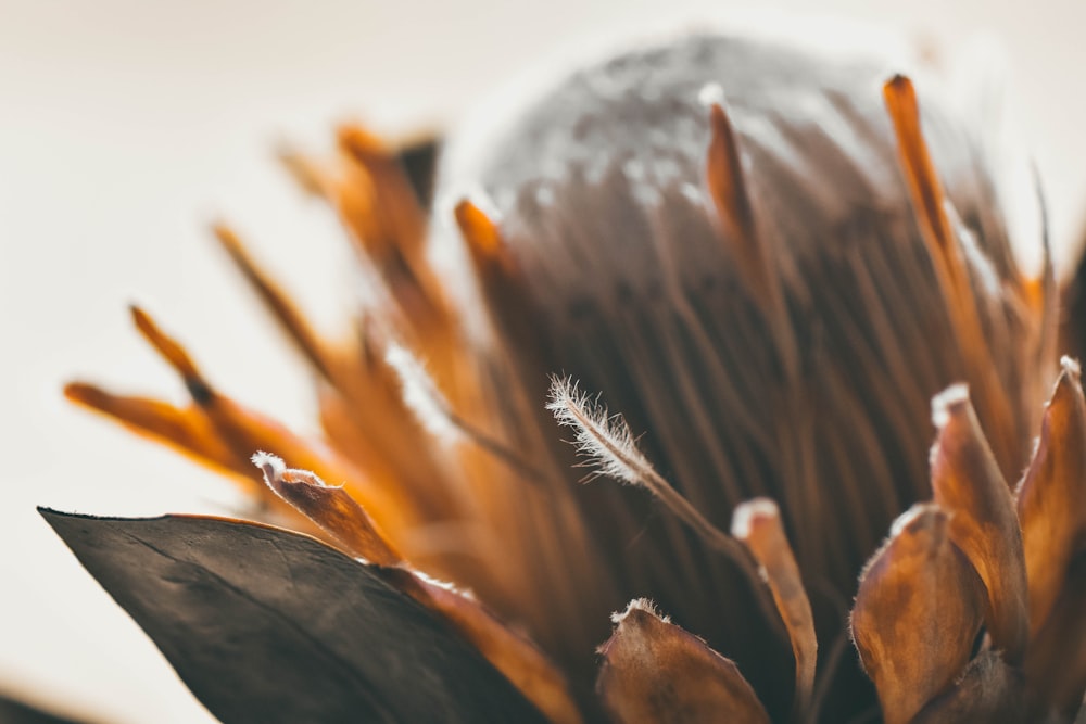 a close up of a flower with a blurry background