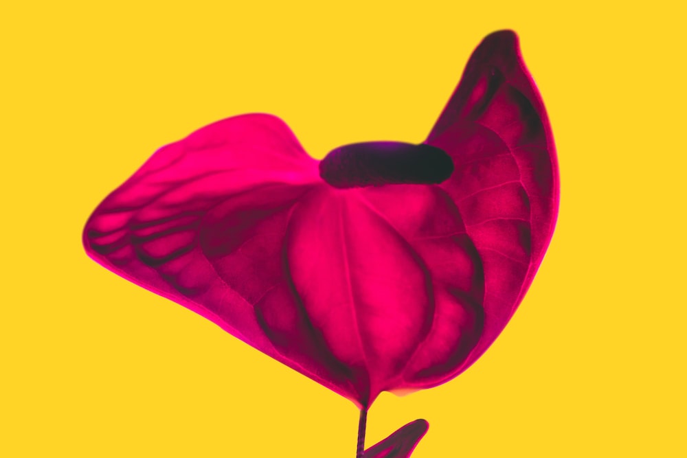 a red flower with a yellow background