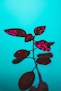 a close up of a plant with red leaves