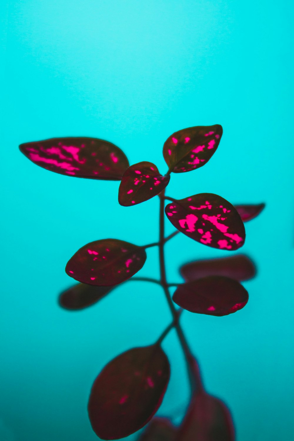 a close up of a plant with red leaves