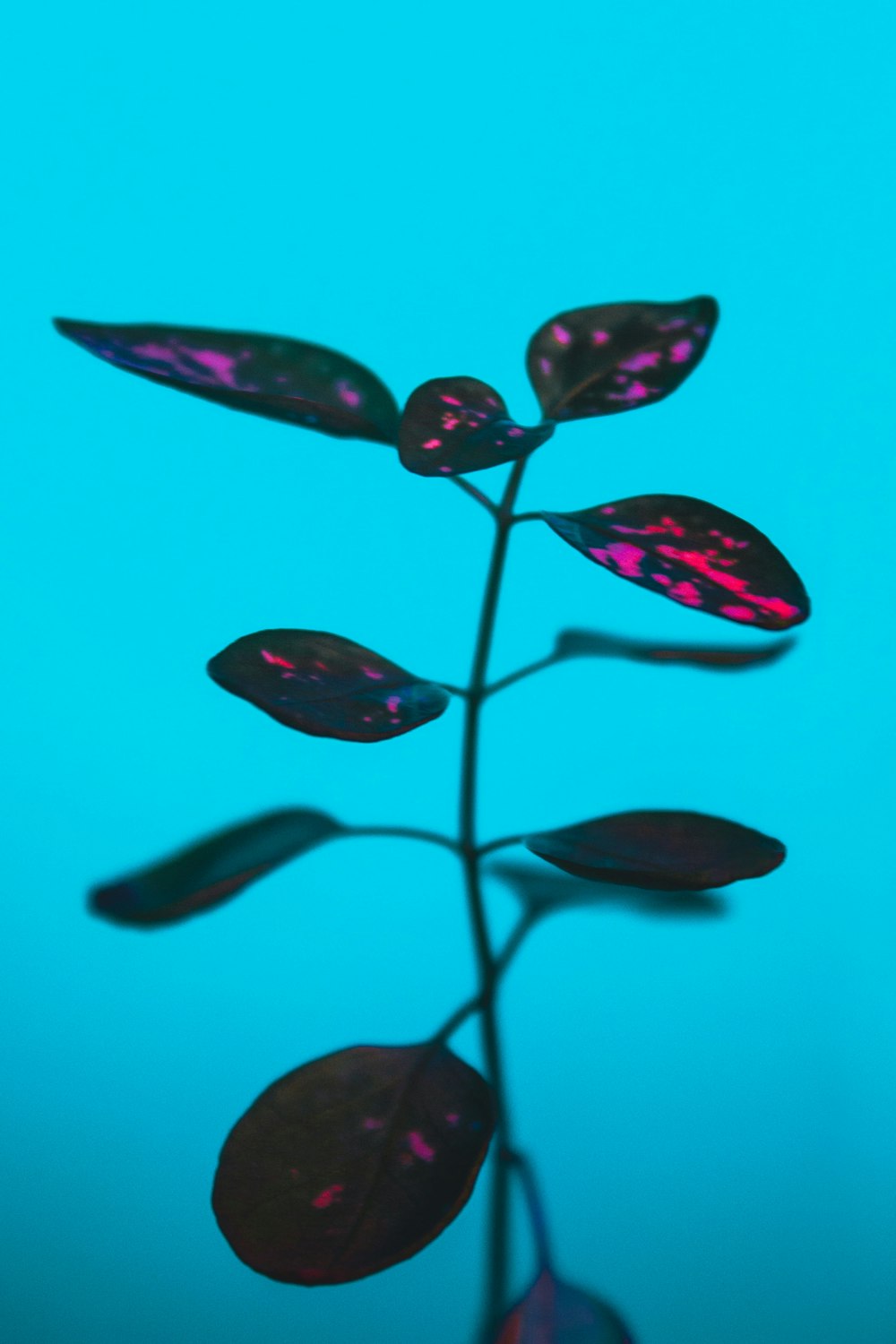 a close up of a plant on a blue background