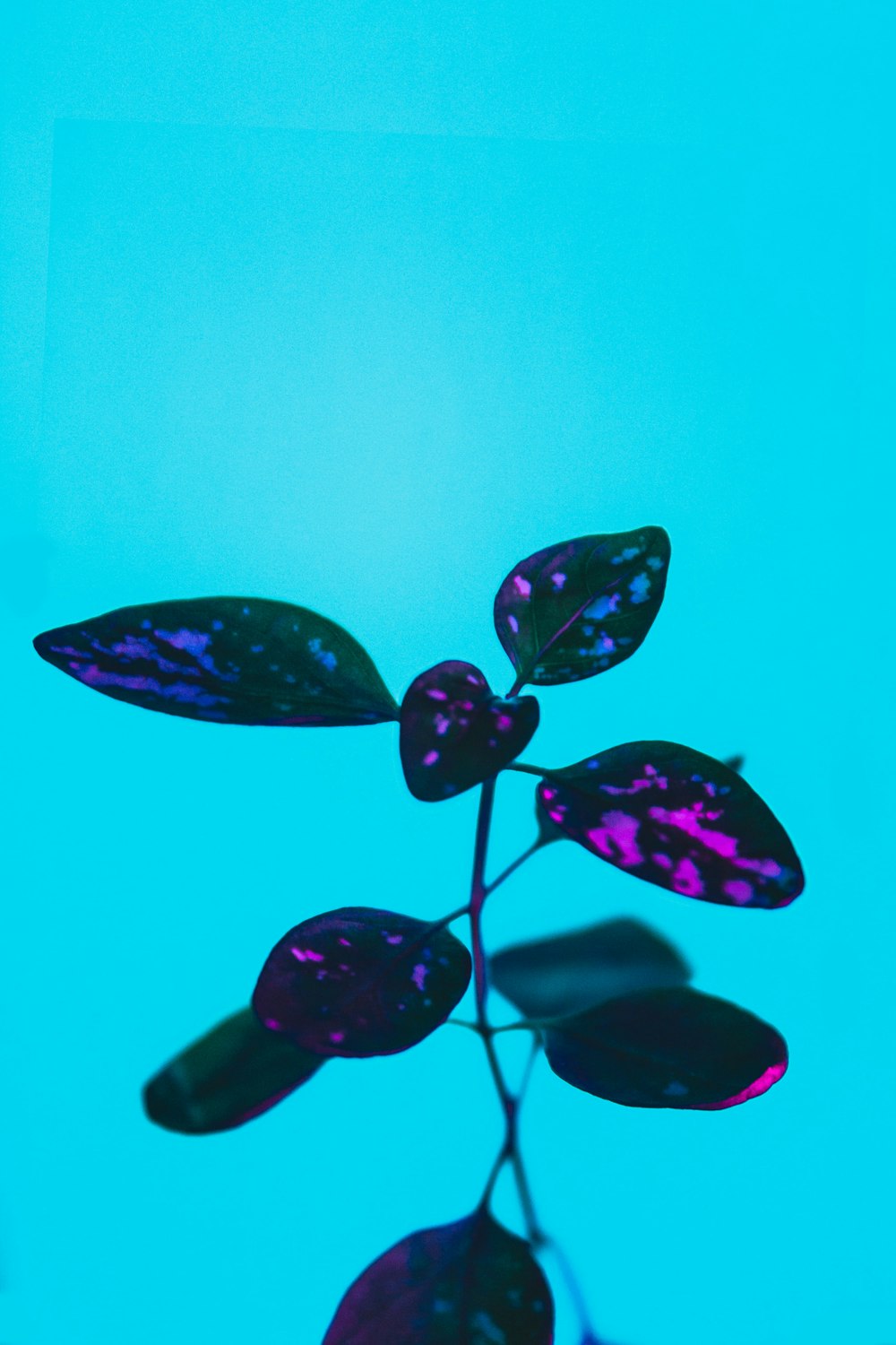 a close up of a plant on a blue background