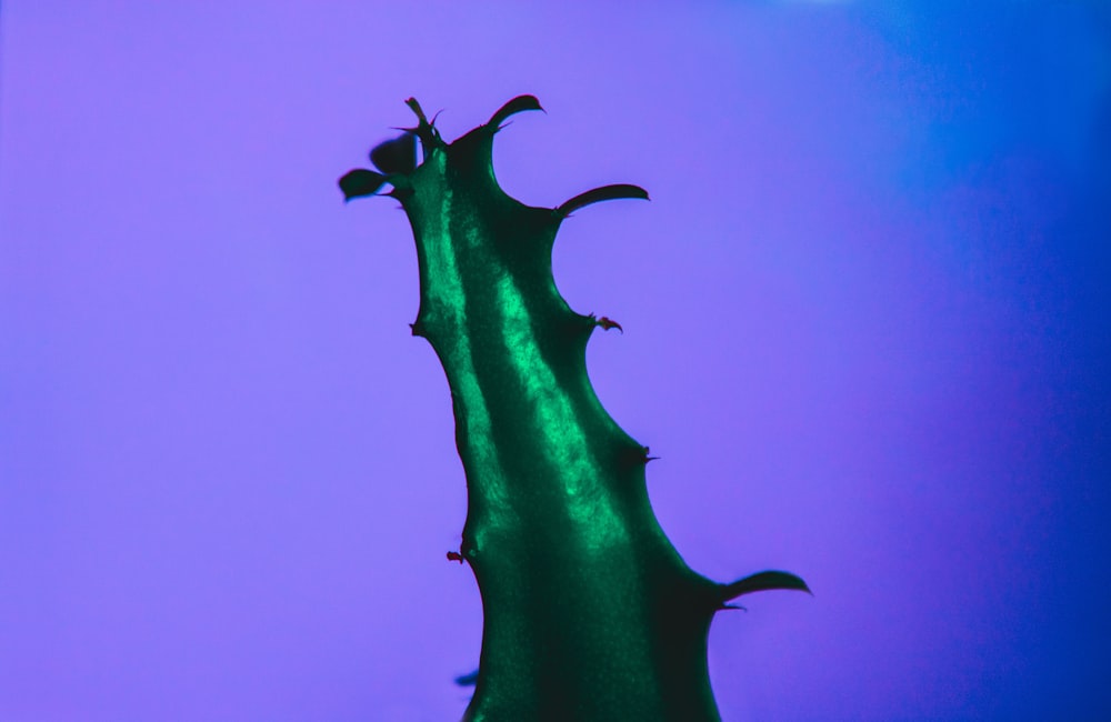 a close up of a green plant against a purple background