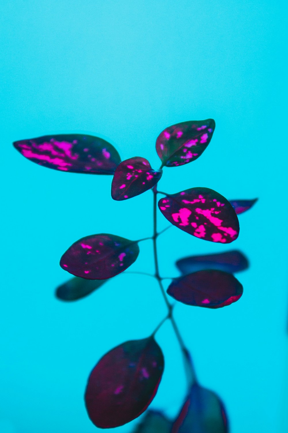 a close up of a plant with purple leaves