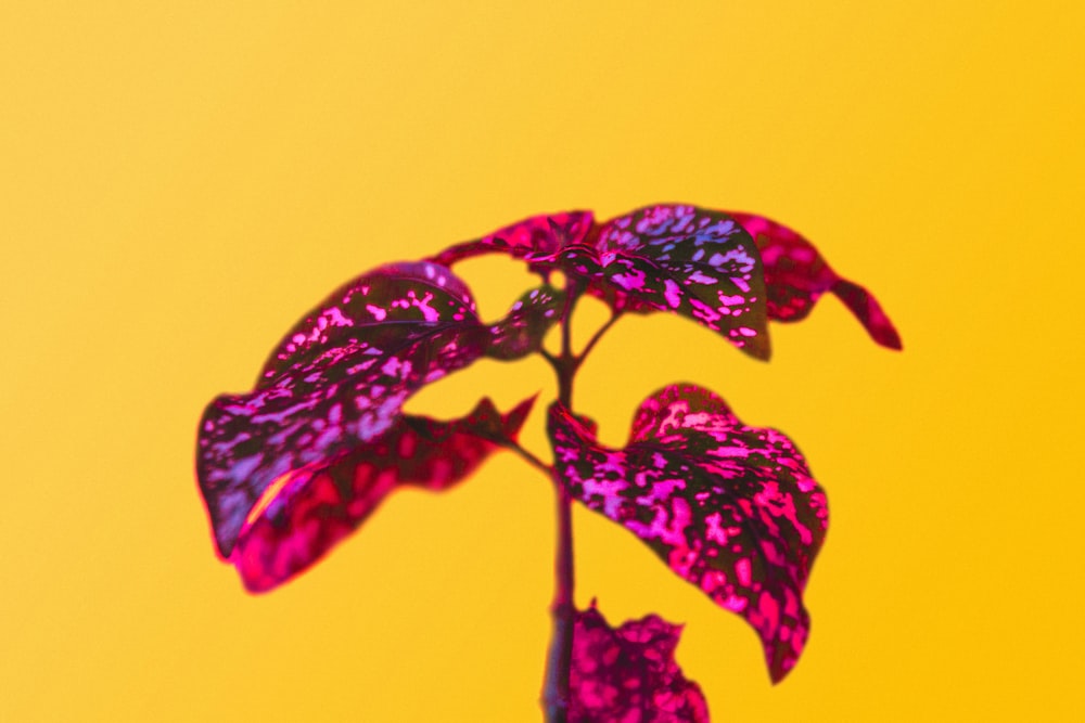 una pianta con foglie viola su uno sfondo giallo