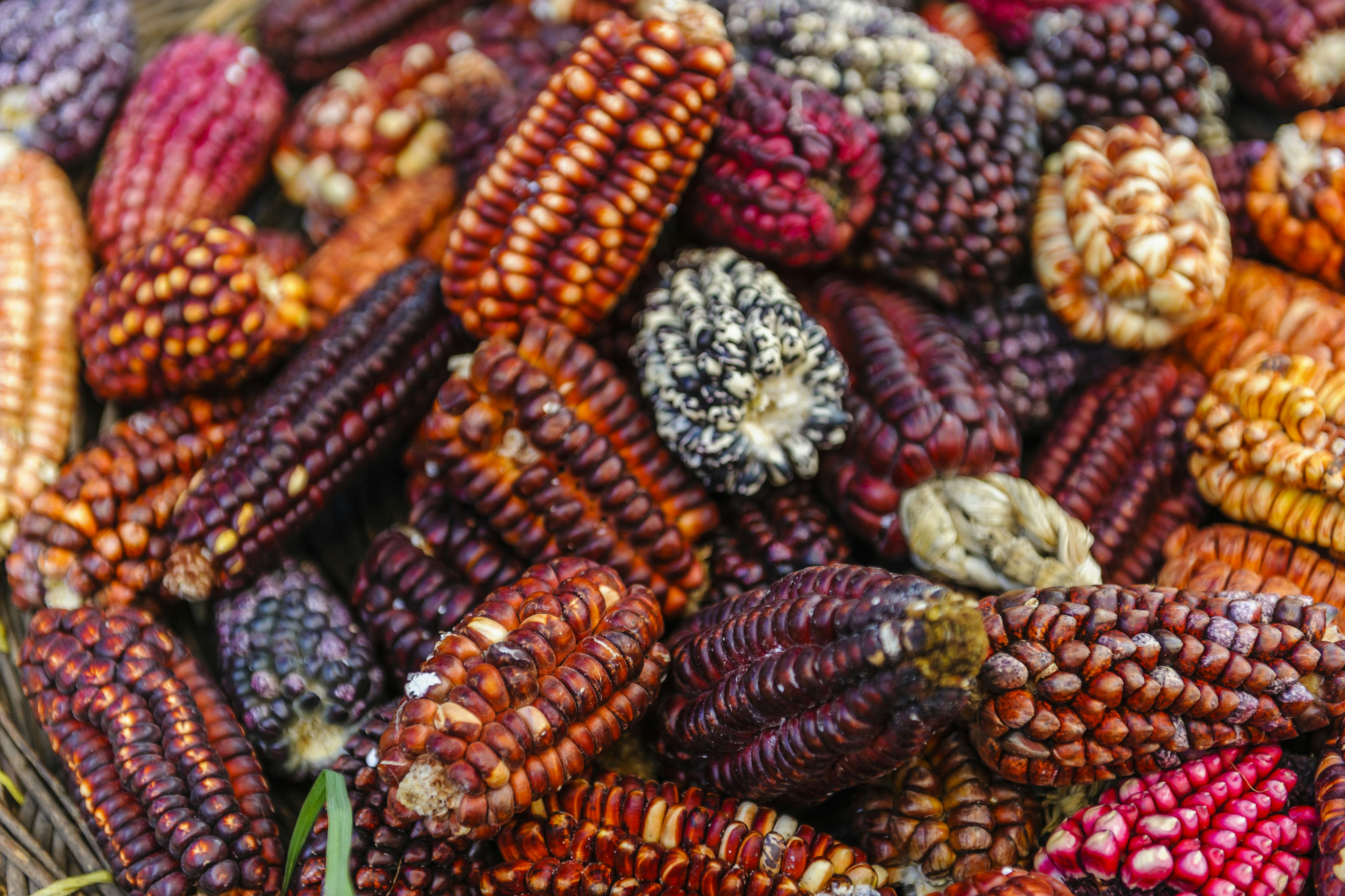 a basket filled with lots of colorful corn