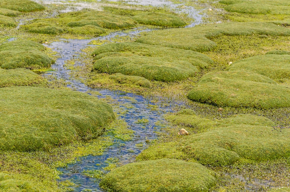 a stream running through a lush green field