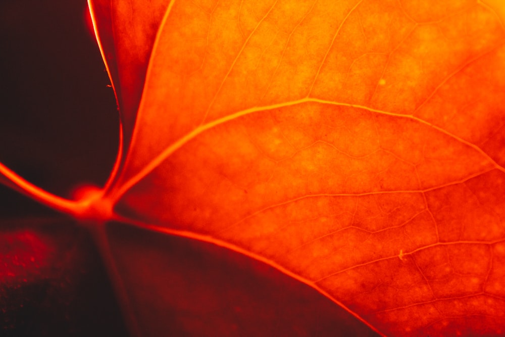 a close up of a leaf on a table