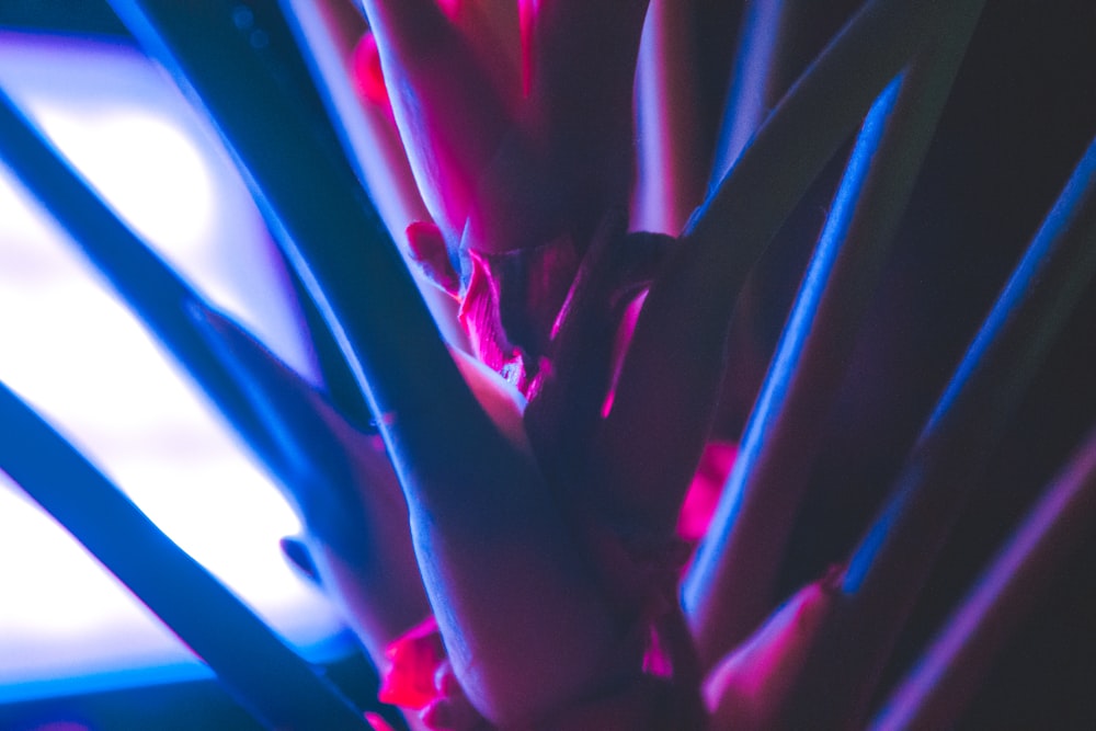 a close up of a plant with a laptop in the background