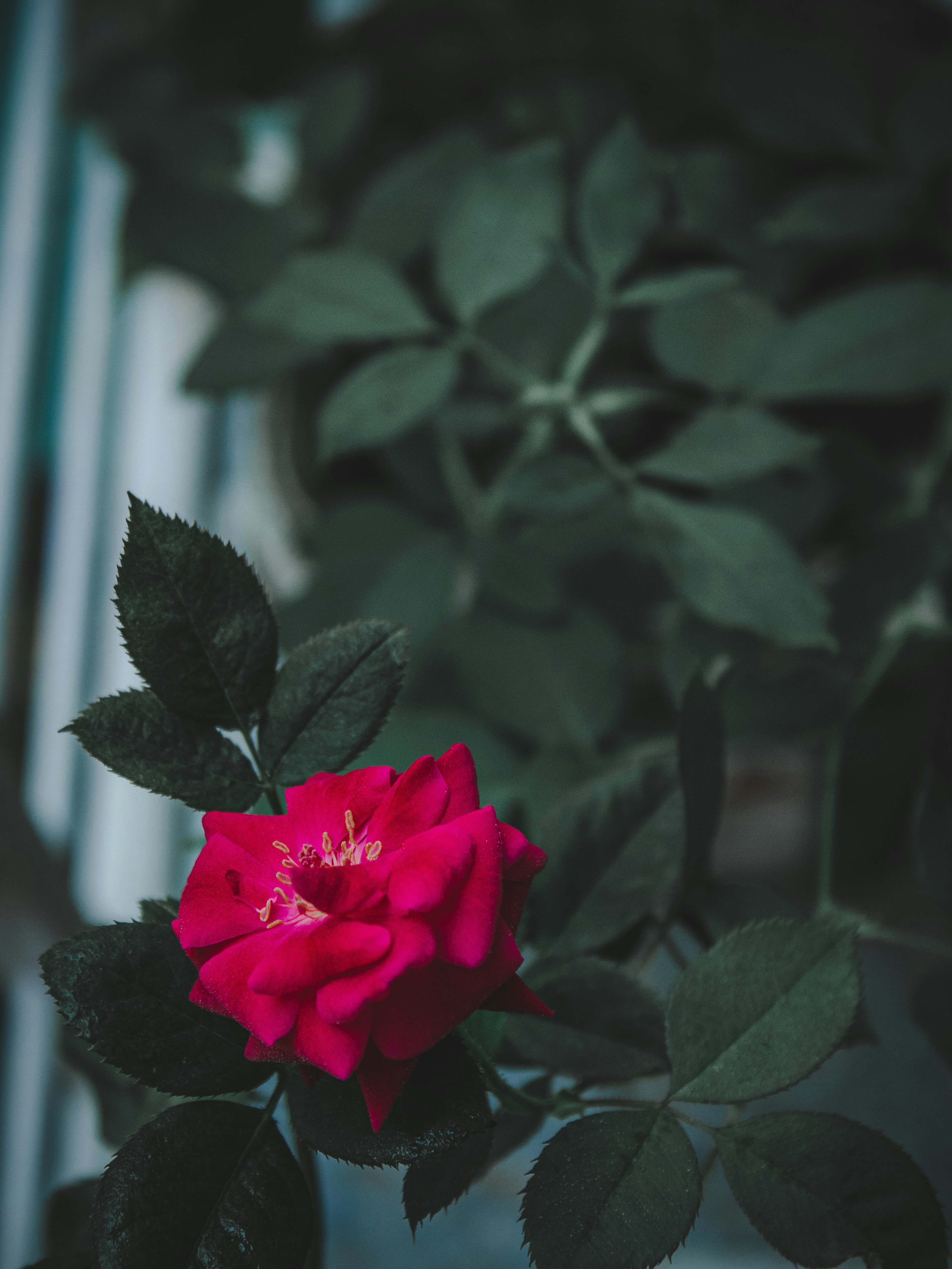 Photo by harshit_mahabale