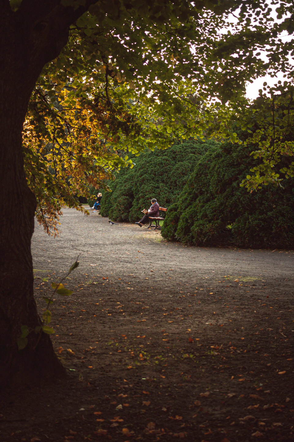 Two individuals sit on a bench under a large tree with vibrant green foliage