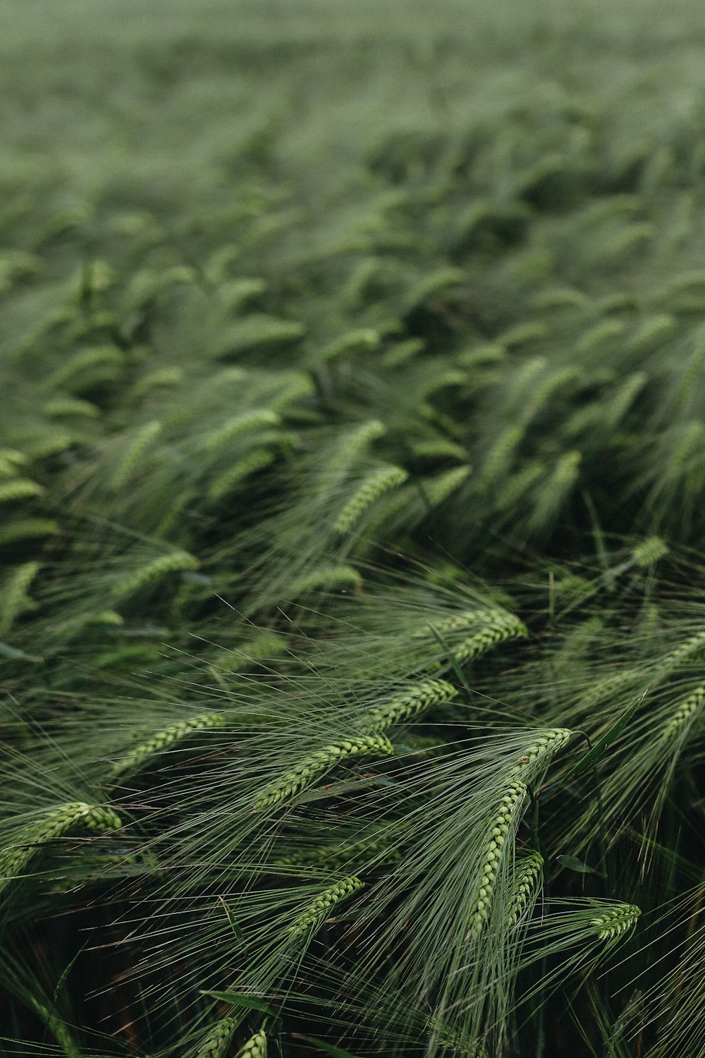 a close up of a field of green grass