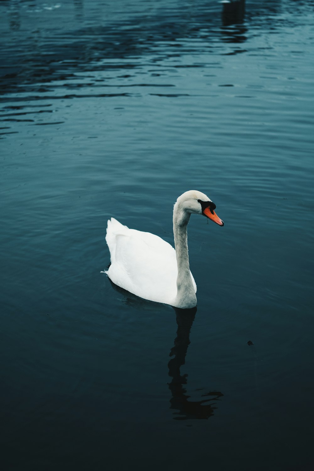 Un cisne blanco flotando sobre un cuerpo de agua