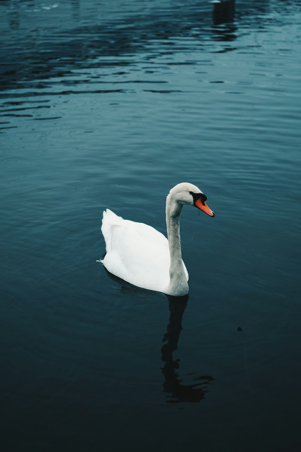 a white swan floating on top of a body of water