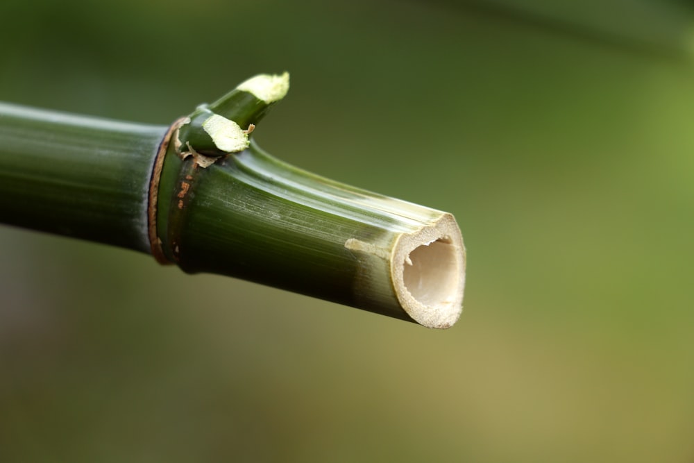a close up of a bamboo stick with a bug crawling on it