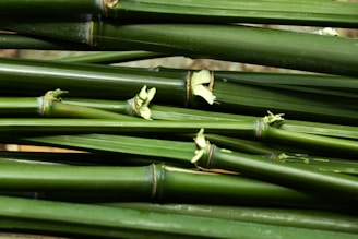 A bundle of green bamboo stalks with a shiny surface displaying natural nodes and slightly broken tips.