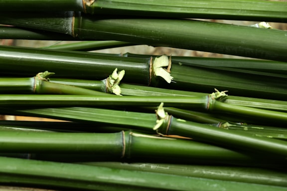 A bundle of green bamboo stalks with a shiny surface displaying natural nodes and slightly broken tips.