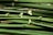 A bundle of green bamboo stalks with a shiny surface displaying natural nodes and slightly broken tips.