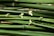 A bundle of green bamboo stalks with a shiny surface displaying natural nodes and slightly broken tips.