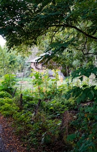 A rustic wooden house is nestled in the middle of dense greenery. Tall plants and overhanging trees surround the area, creating a secluded and serene atmosphere. The wooden structure appears aged and blends naturally with the environment, while the vibrant foliage highlights the lushness of the setting.