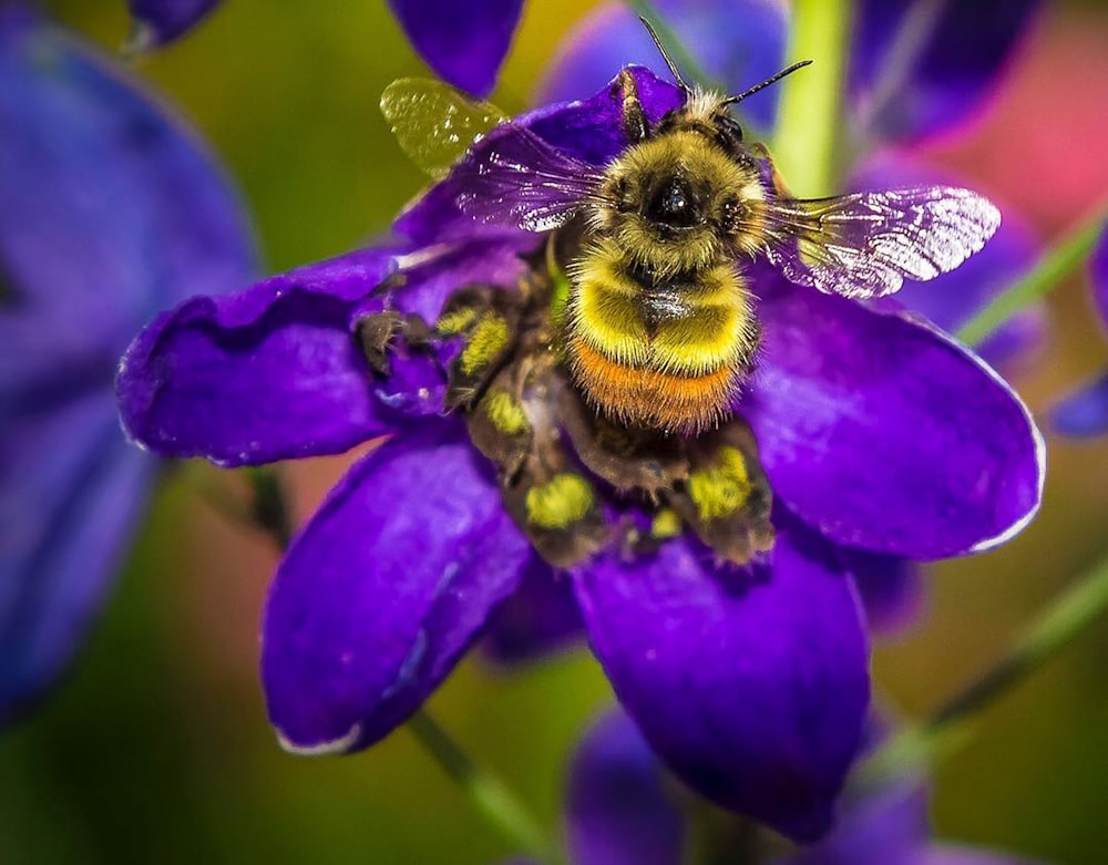 uma abelha está sentada em uma flor roxa