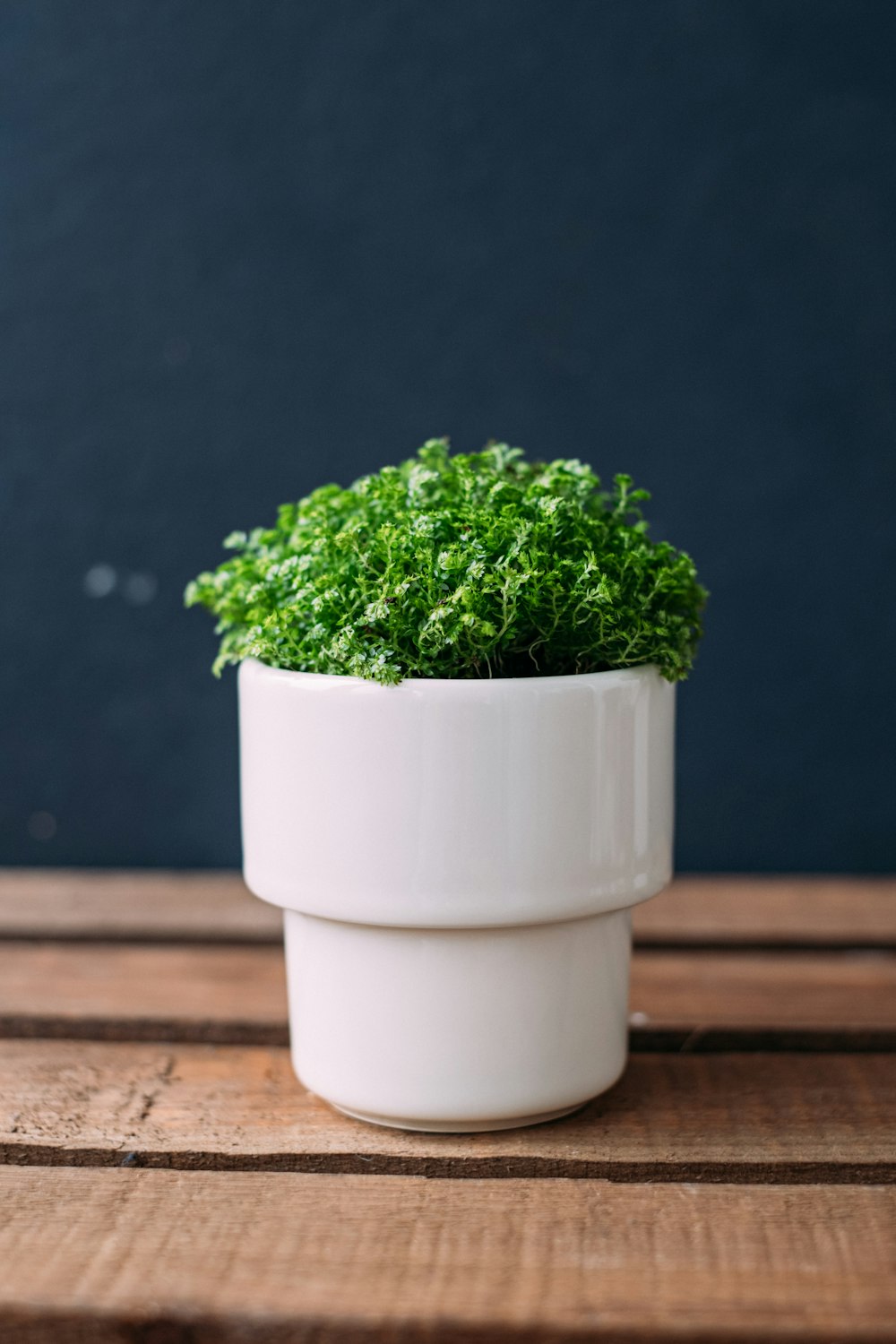 a potted plant sitting on top of a wooden table