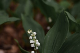 a small white flower is growing in a field