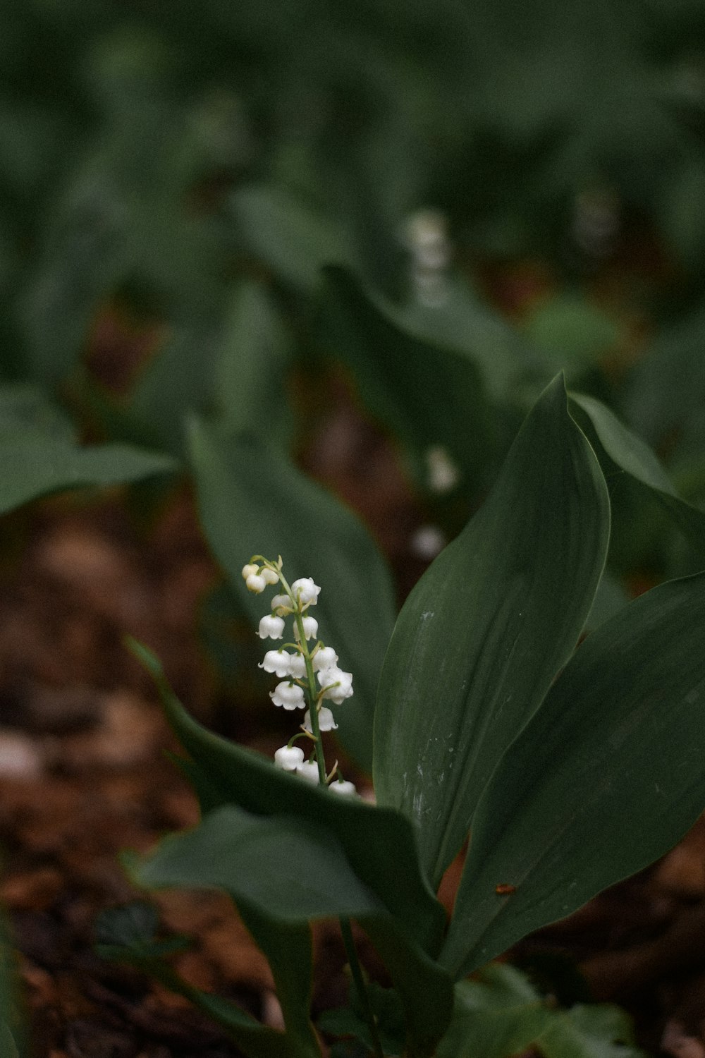 a small white flower is growing in a field