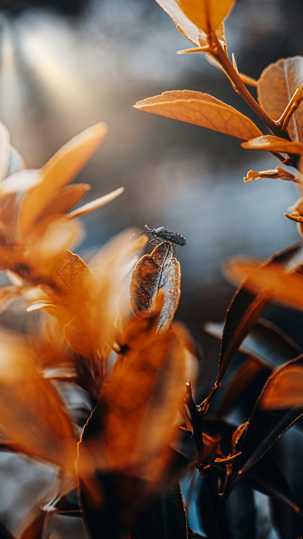 a close up of a plant with orange leaves