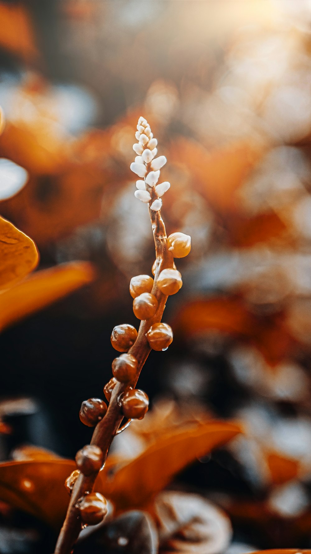 a close up of a plant with water droplets on it