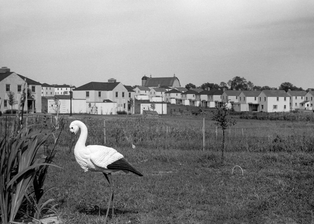 a large white bird standing on top of a lush green field