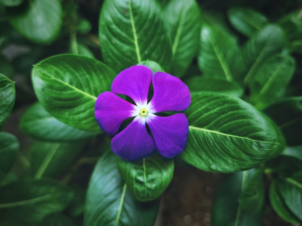 una flor púrpura con hojas verdes a su alrededor