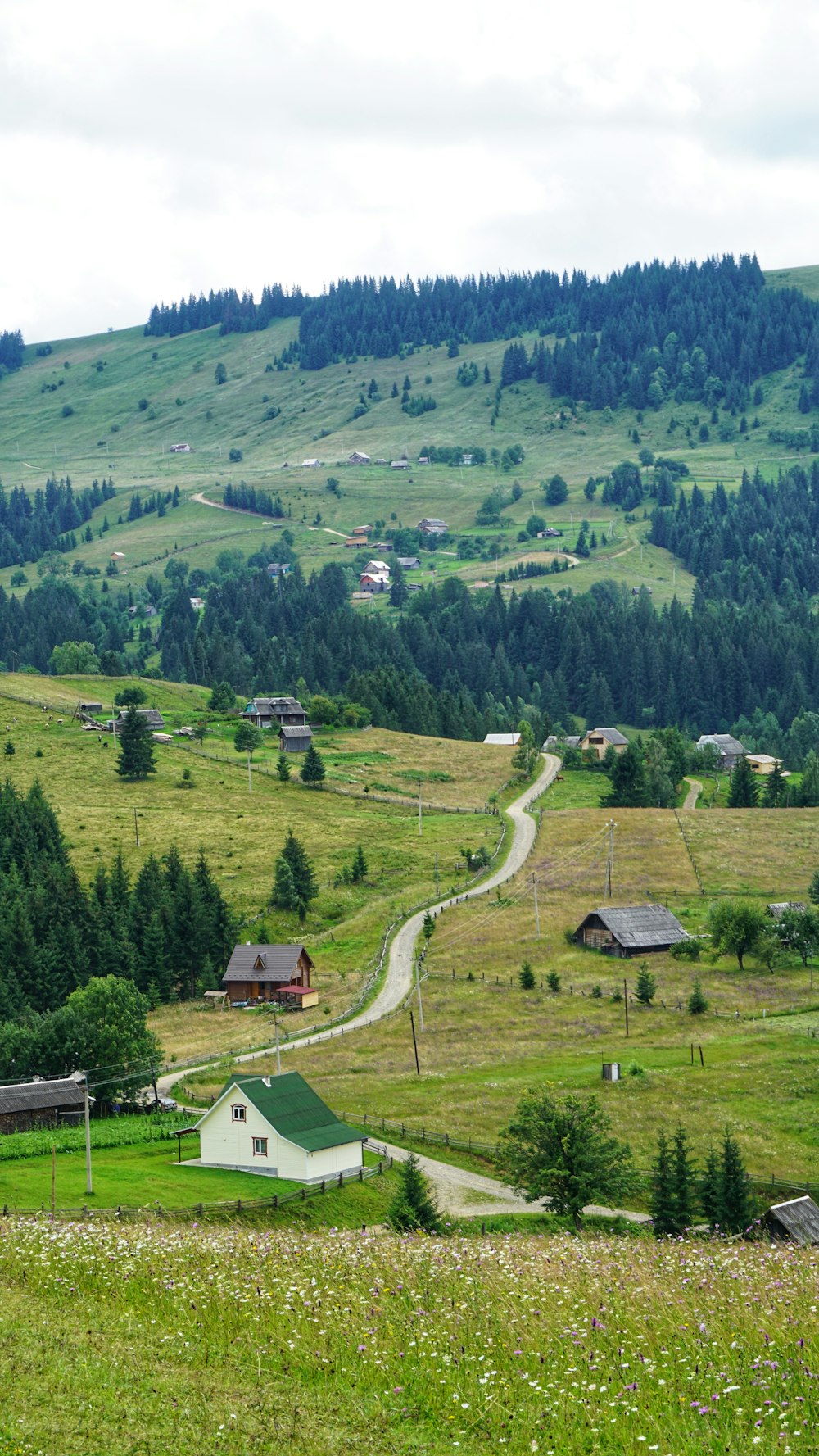 a lush green hillside covered in lots of trees