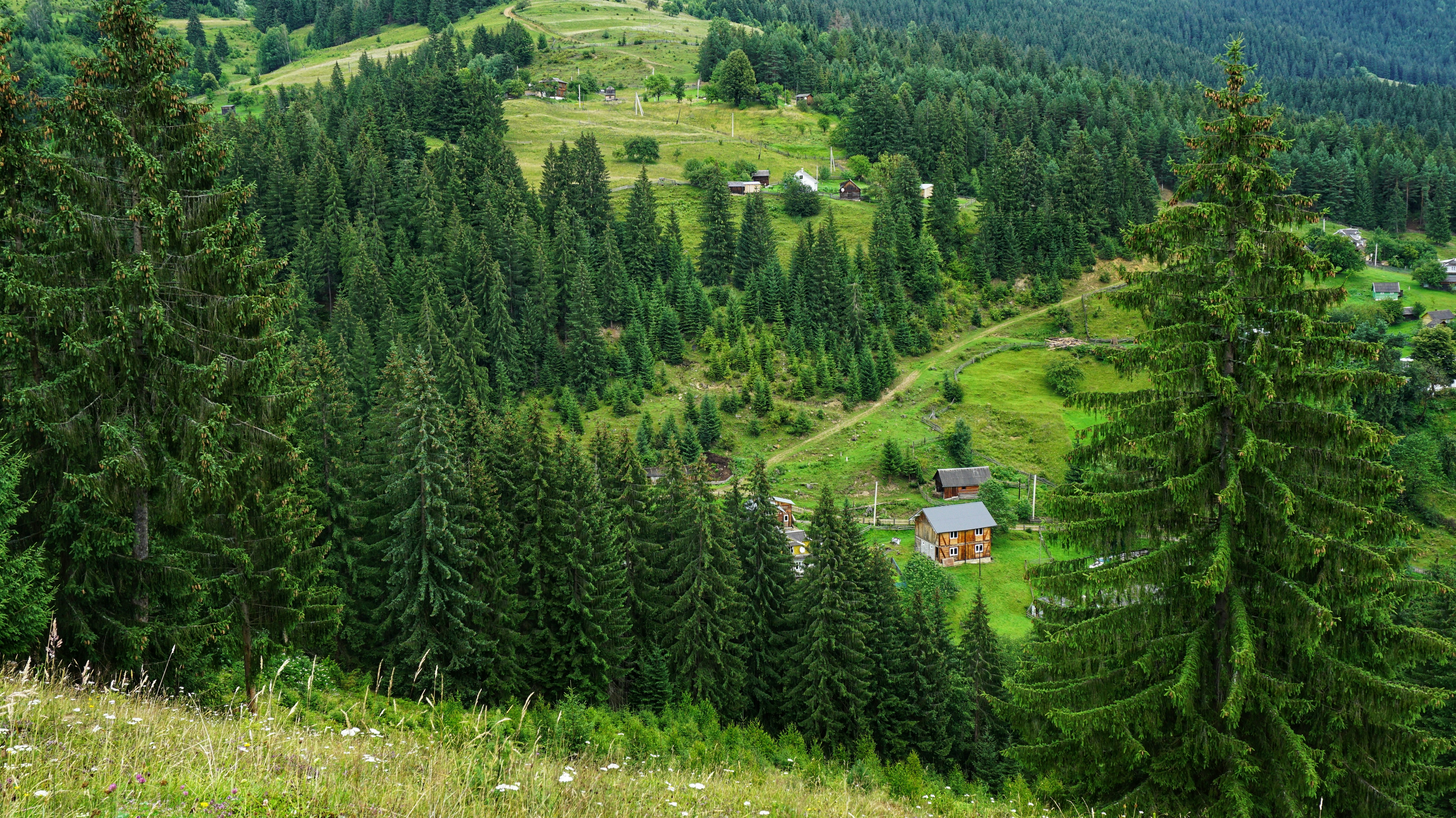 Una pequeña cabaña enclavada en medio de un bosque
