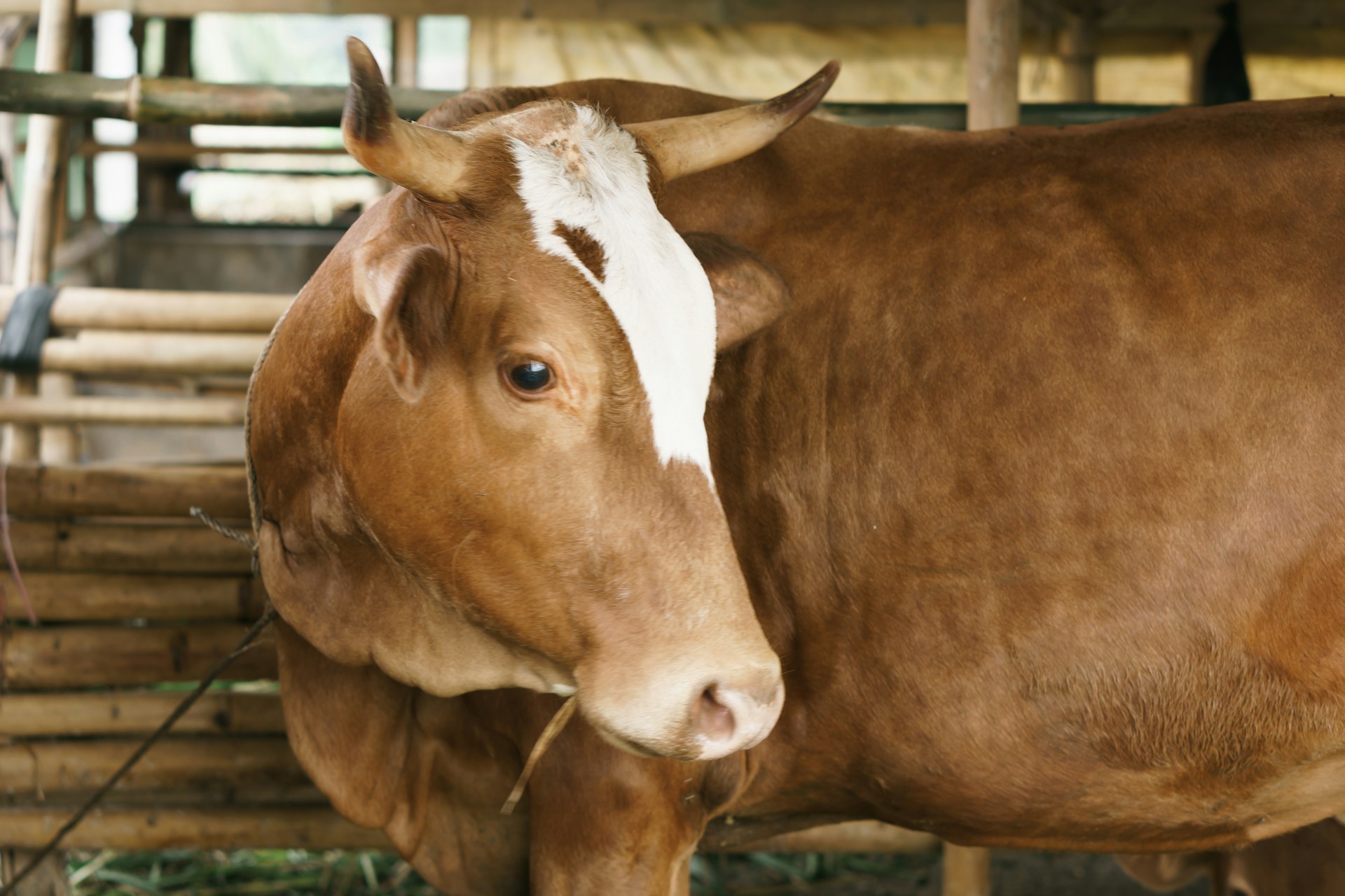 a brown and white cow standing next to a pile of hay