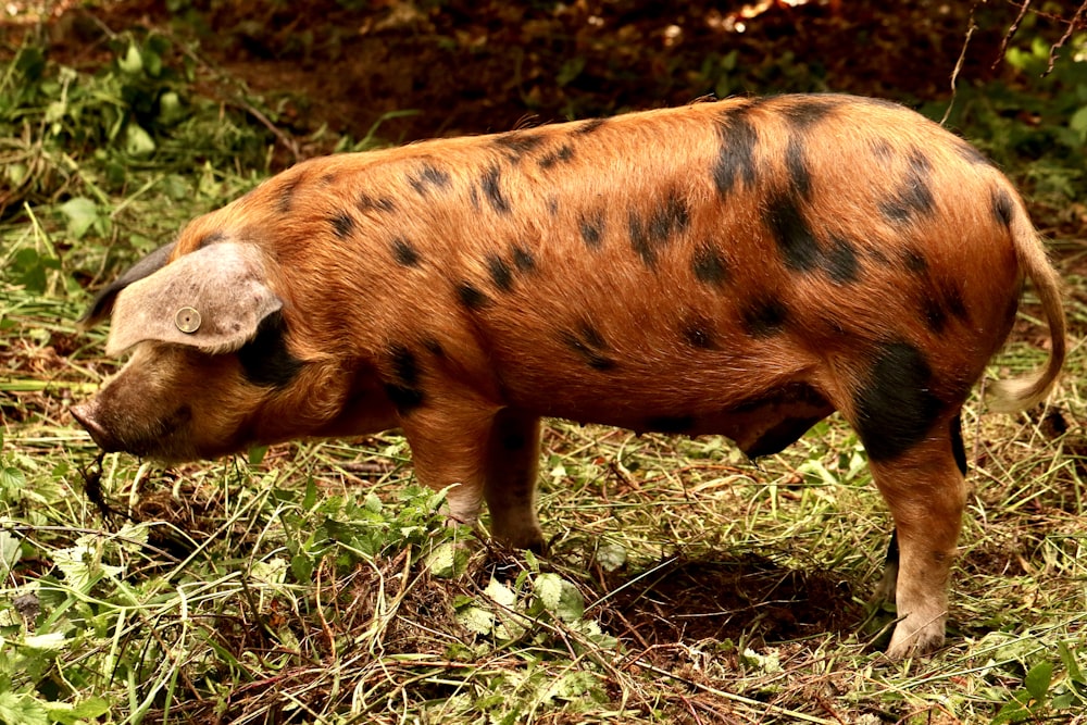 a brown and black pig standing on top of a lush green field