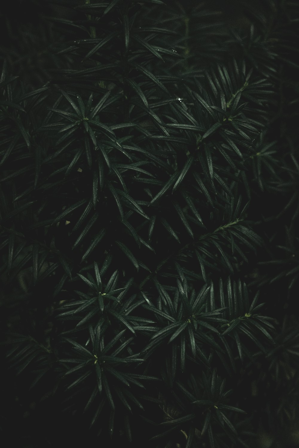 a close up view of a pine tree