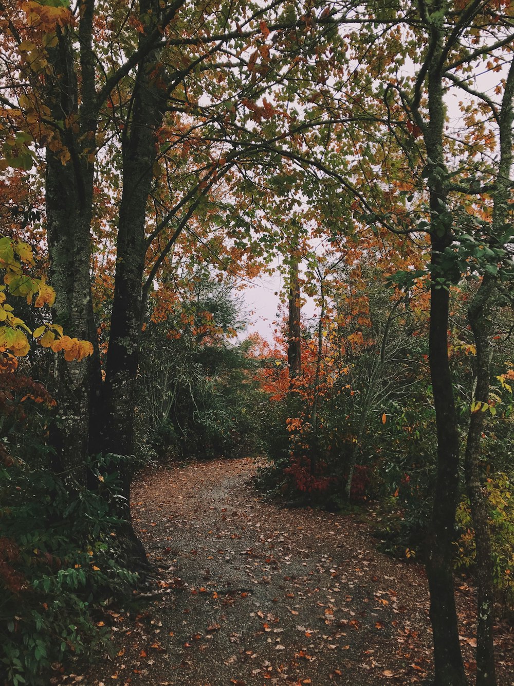 a path through a forest with lots of trees