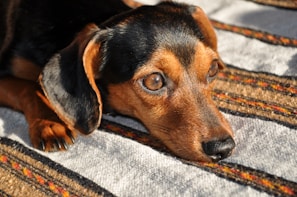 a brown and black dog laying on top of a rug