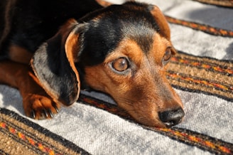a brown and black dog laying on top of a rug