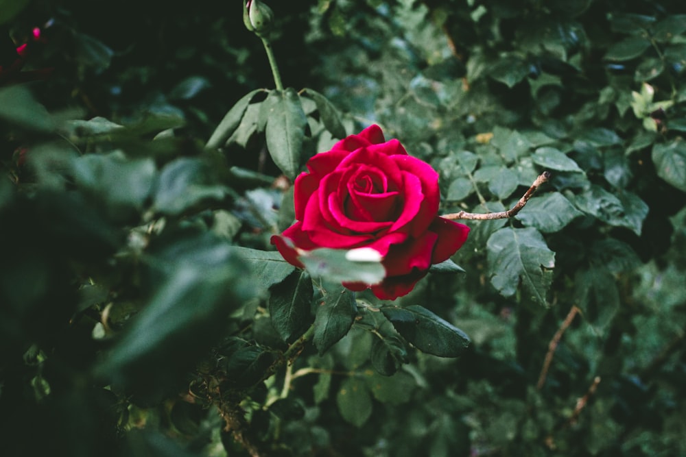 a single red rose in the middle of a bush