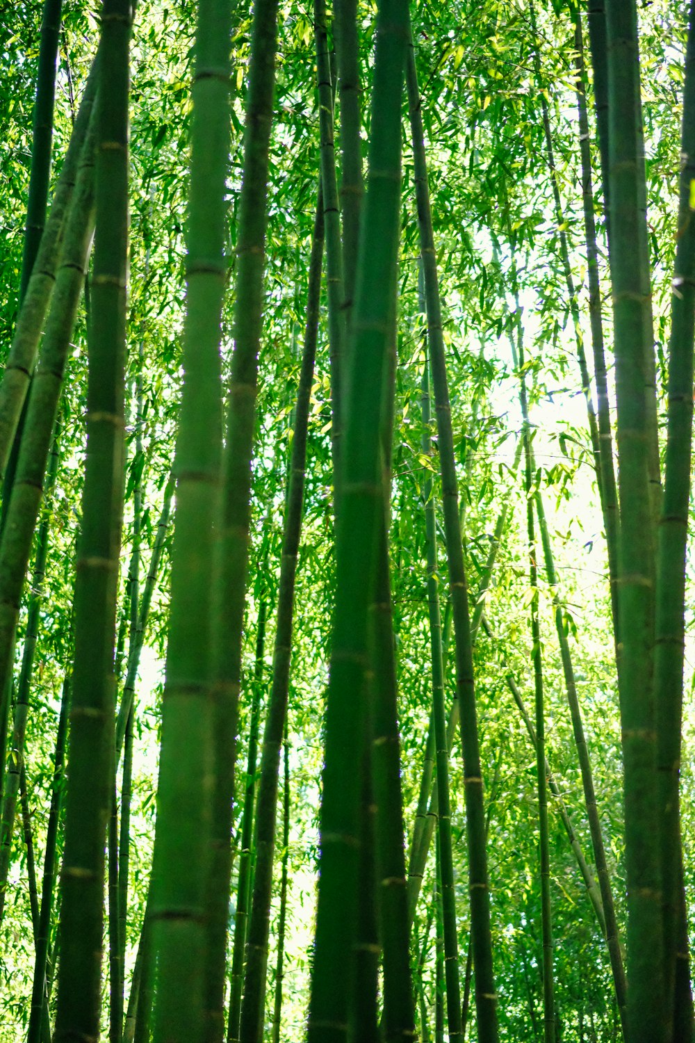 Un groupe de grands bambous dans une forêt